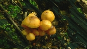 PICTURES/Kaymoor Trail Shrooms/t_Little Yellows.JPG